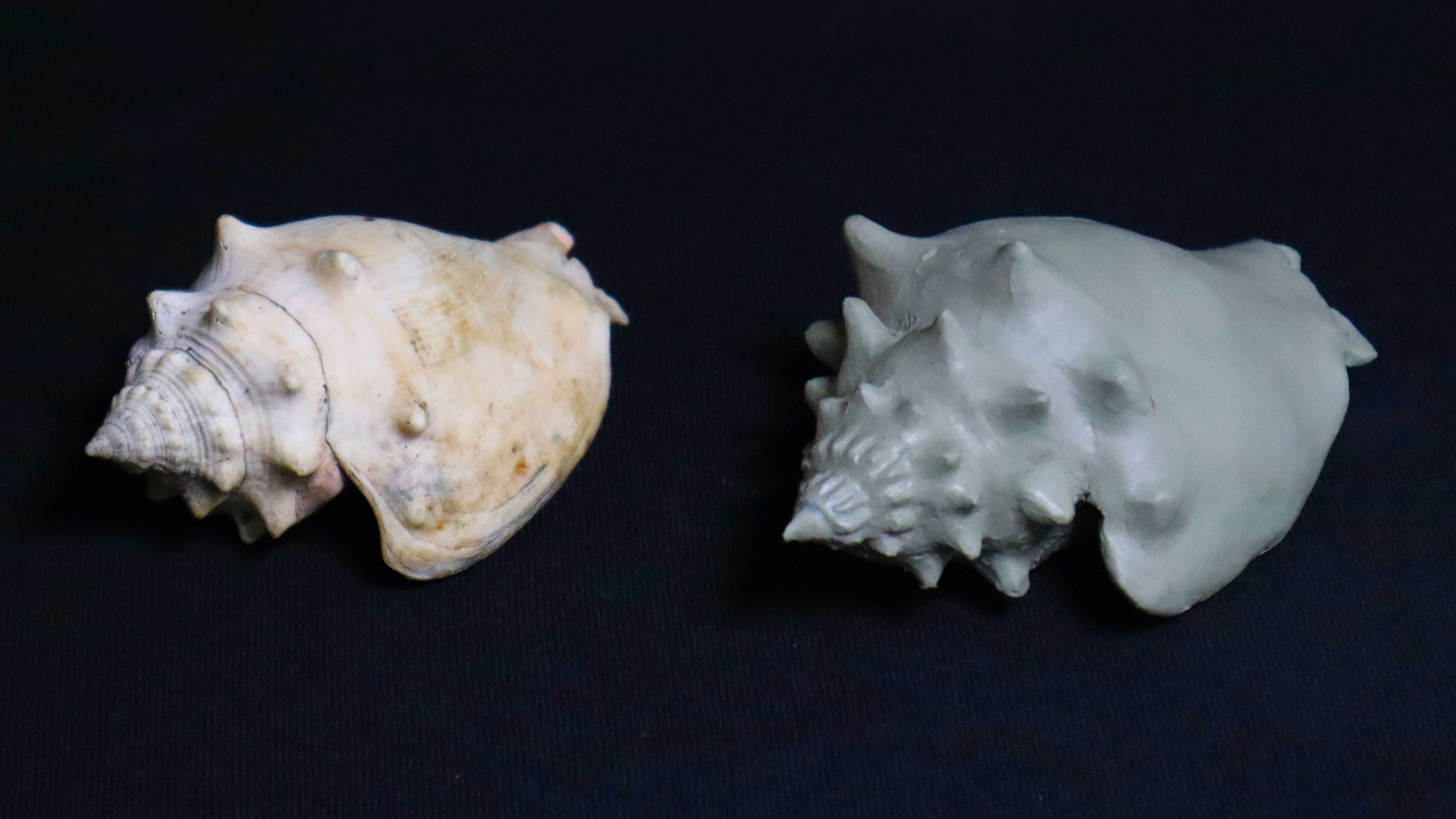 Original seashell beside a plastilina replica.
